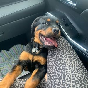 Meet your Posher, Isabella